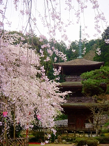 春の清瀧寺徳源院境内～導誉桜と三重塔～