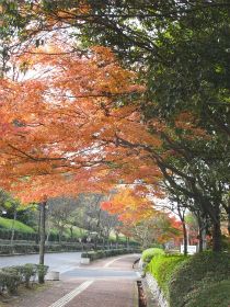 文化ゾーンの紅葉