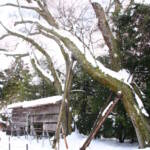 1. 雪衣の山桜