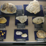 写３ 古琵琶古層群から採集された化石（みなくち子どもの森 自然館）