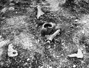写真３大中の湖南遺跡　獣骨出土状況