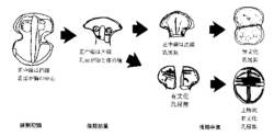 図１　分銅形土偶の変化