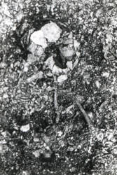 写真1　石山貝塚出土の幼児の骨