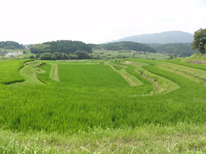 馬蹄形棚田