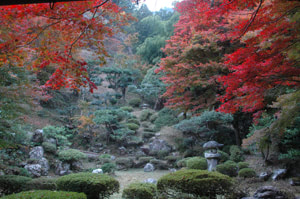 清滝寺徳源院 秋の庭園