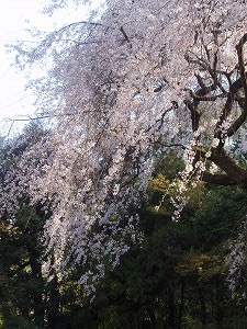 井伊神社のしだれ桜