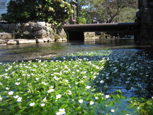 地蔵川と「梅花藻」
