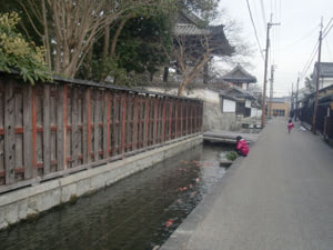 寺前・鯉通りの水路